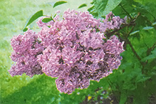A lilac bush in Kingsport, Tennessee.